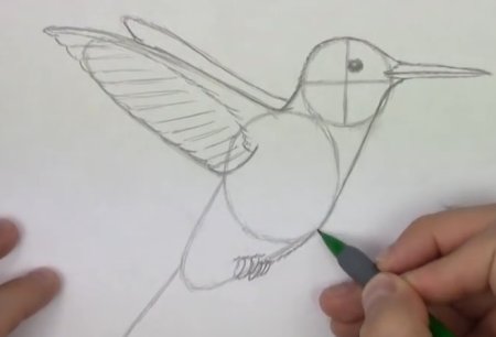 Как нарисовать колибри легко и быстро