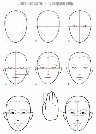Портрет пропорции лица человека поэтапно