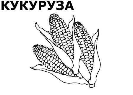 Кукуруза рисунок