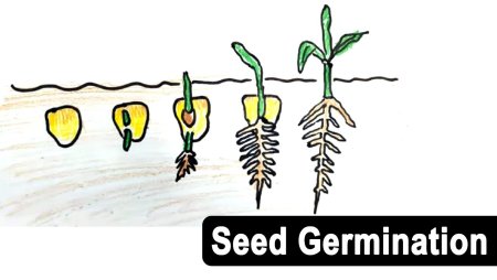 Seeds drawing easy