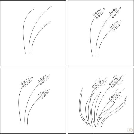 Рисование колосок пшеницы старшая группа