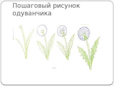 Поэтапное рисование одуванчика