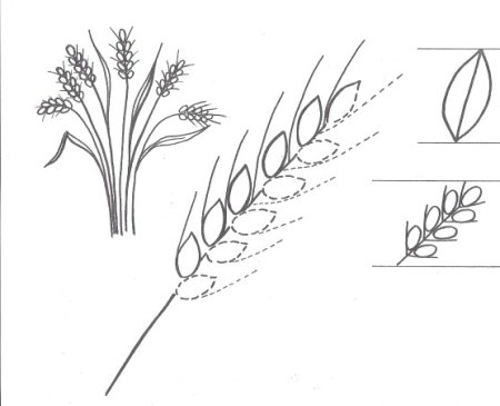 Как нарисовать Ландыш