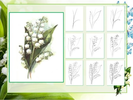 Зарисовки растений