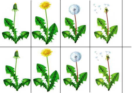 Как нарисовать Ландыш