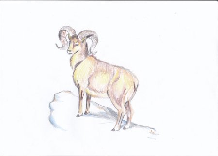 Дикий баран Хетагурова