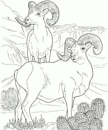 Пустынный толсторог