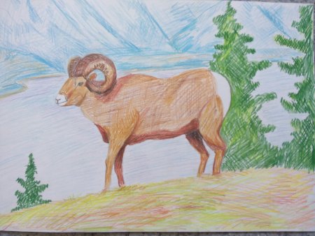 Рисунок Архара