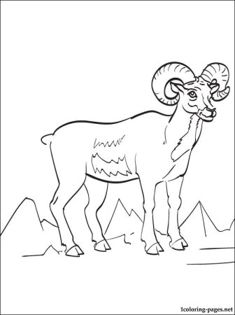 Горный баран раскраска для детей