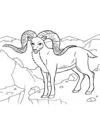 Горный баран-аргали раскраска