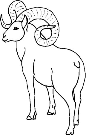 Горный баран-аргали раскраска