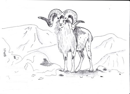 Горный баран Архар