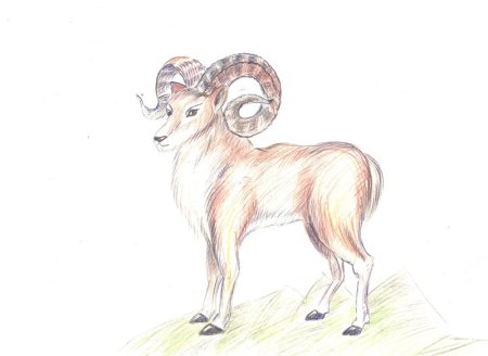 Алтайский горный баран аргали рисунок