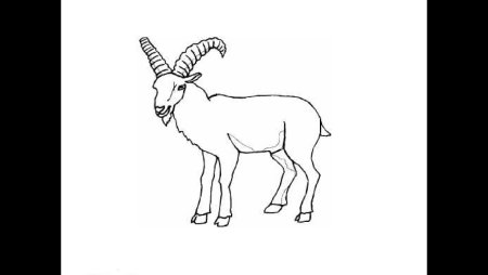 Горный козел рисунок