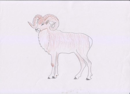 Алтайский горный баран раскраска