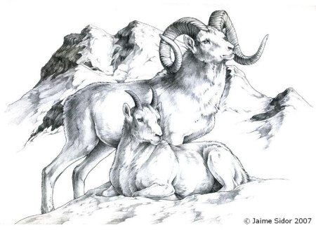 Горный баран