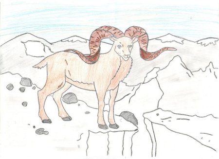 Алтайский аргали