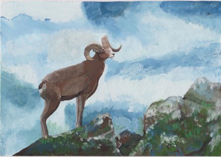 Дикий баран Хетагурова