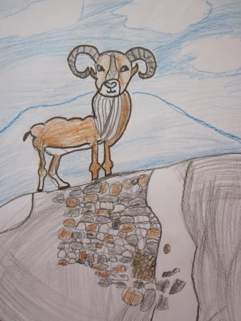 Джук тур дикий баран рисунок