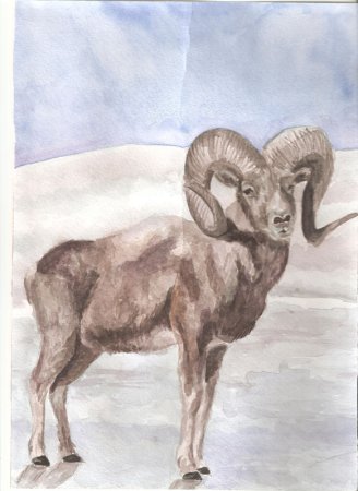 Алтайский горный баран Ovis Ammon Ammon