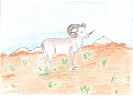 Джук тур дикий баран рисунок
