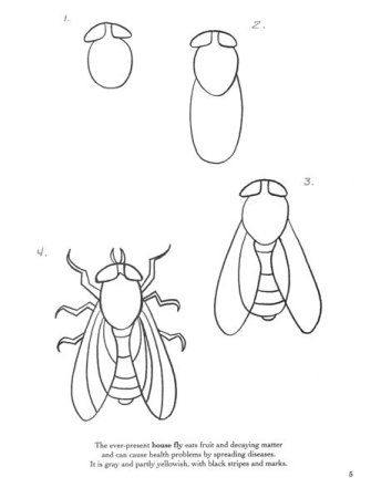 Поэтапное рисование насекомых для дошкольников