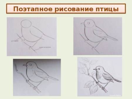 Рисование птицы 1 класс презентация