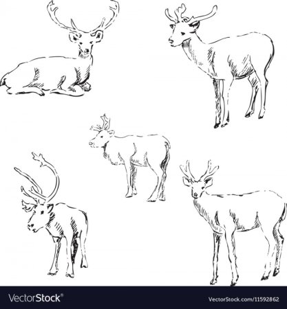 Формообразование животных олень