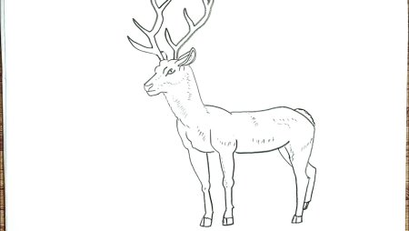 Пятнистый олень рисунок для срисовки