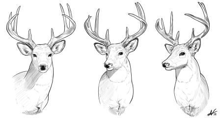 Референс Рогов оленя
