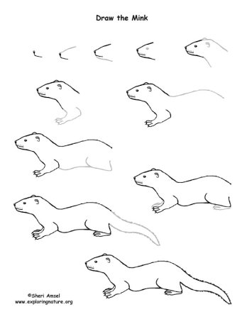 Хорек нарисовать легко