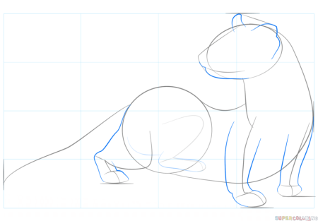 Поэтапное рисование соболя