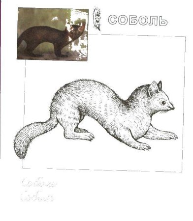 Соболь раскраска