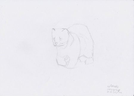 Соболь рисунок карандашом