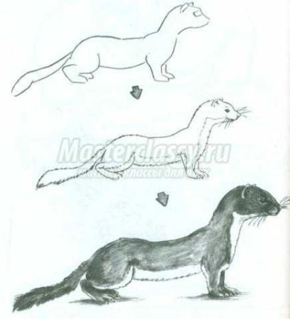 Поэтапное рисование горностая