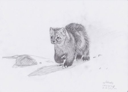 Нарисовать соболя карандашом