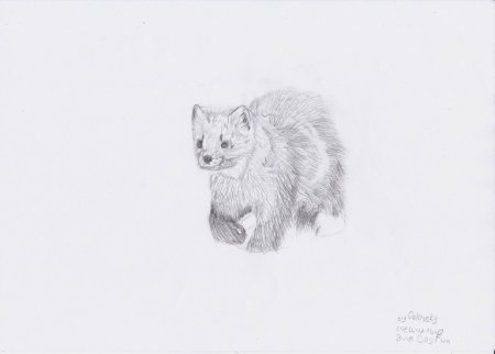 Соболь карандашом