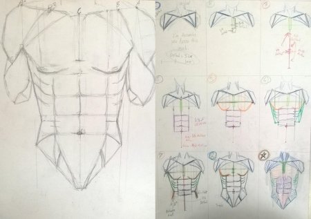 Мышцы грудной клетки Баммес