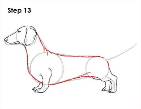 Поэтапное рисование таксы