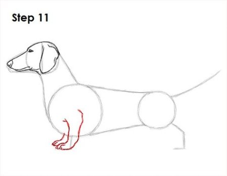 Такса схема рисования