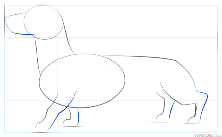 Поэтапное рисование таксы