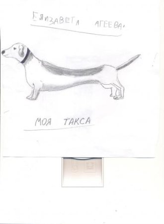 Рисунок такса карандаш сюрприз