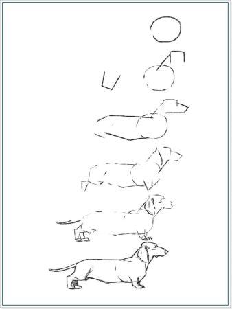 Поэтапное рисование собаки карандашом