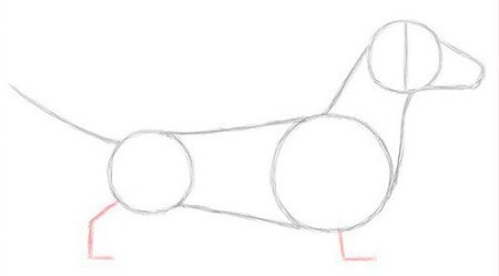 Рисование для детей поэтапно собака такса