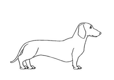 Как нарисовать таксу изящно