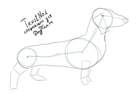 Поэтапное рисование таксы