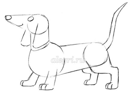 Такса сбоку рисунок