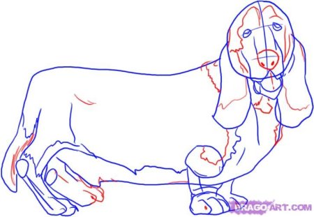 Нарисовать Бассет хаунда поэтапно