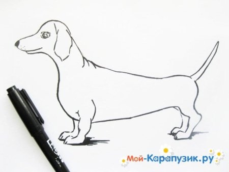 Нарисовать легко и красиво карандашом таксу по этапно