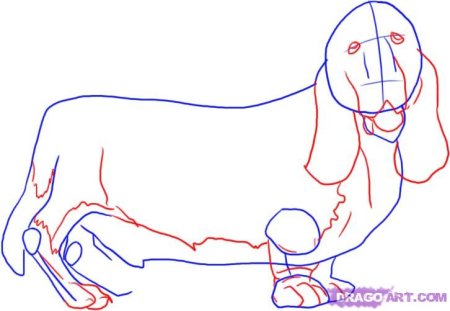 Собачка с висячими ушами рисунок